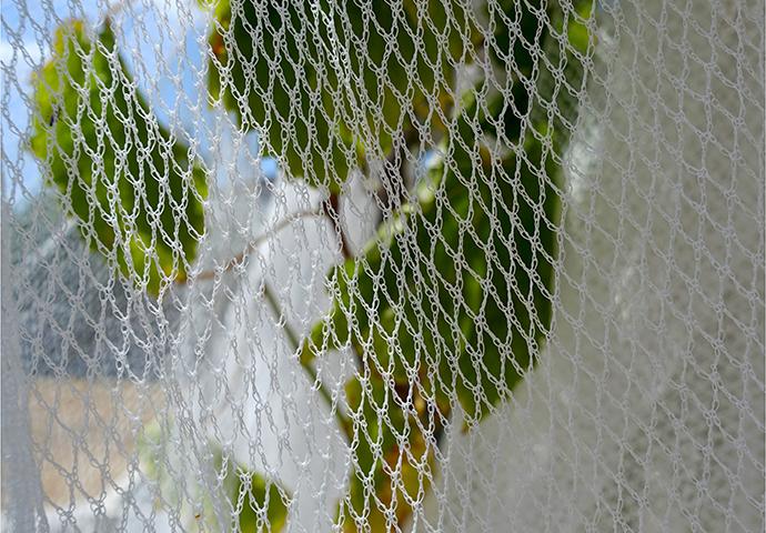 Bird Net